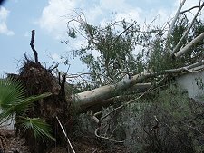 Integrity Tree Service